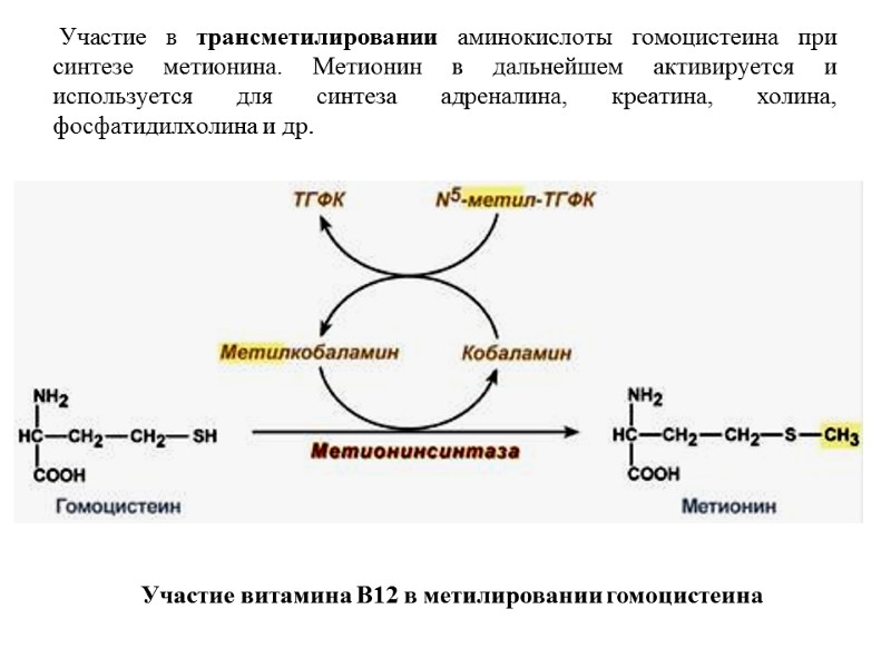 Участие в трансметилировании аминокислоты гомоцистеина при синтезе метионина. Метионин в дальнейшем активируется и используется Участие в трансметилировании аминокислоты гомоцистеина при синтезе метионина. Метионин в дальнейшем активируется и используется